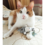 Молоденький котик Абрикосик ждёт свою семью