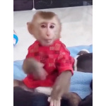 Соник