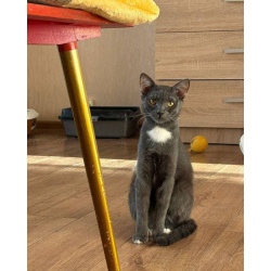 Котёнок Томас ищет дом!