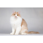 Пирожок - котик, который улыбается.