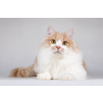 Пирожок - котик, который улыбается.
