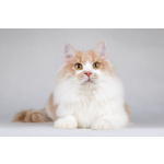 Пирожок - котик, который улыбается.
