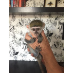 Катенька