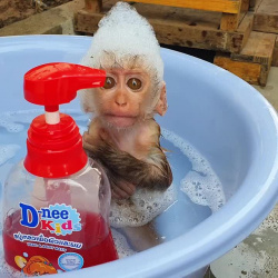 Мия