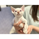 Котята девон-рекс