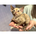Котята девон-рекс