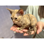 Котята девон-рекс