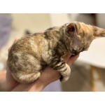 Котята девон-рекс