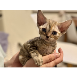 Котята девон-рекс