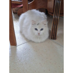 Кошечка Эльза в добрые руки