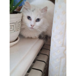 Кошечка Эльза в добрые руки