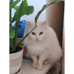 Кошечка Эльза в добрые руки
