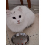 Кошечка Эльза в добрые руки