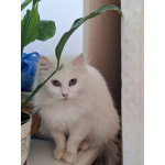 Кошечка Эльза в добрые руки