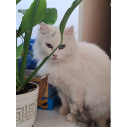 Кошечка Эльза в добрые руки