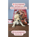 Щенок английского кокер спаниеля (мальчик)