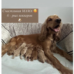 Щенок английского кокер спаниеля (мальчик)