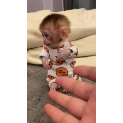 Пупсы