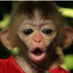 🐵