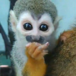 🐵