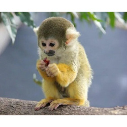🐵