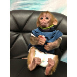 🐵