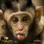 🐵