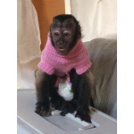 🐵