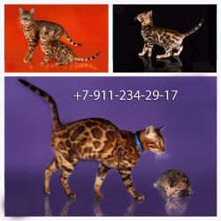 бенгальская кошка