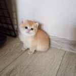 Британские котята с документами