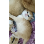 Британские котята с документами