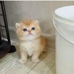 Британские котята с документами