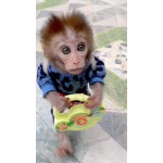 🐵
