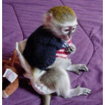 🐵