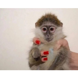 🐵