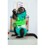 🐵