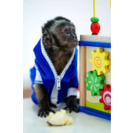 🐵
