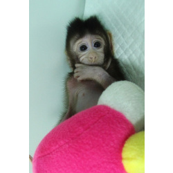 🐵