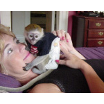 🐵