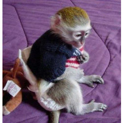 🐵