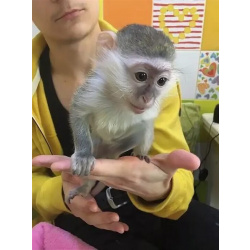 🙈