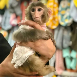 🐵