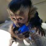 🐵