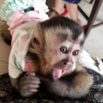 🐵