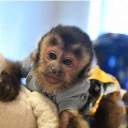 🐵