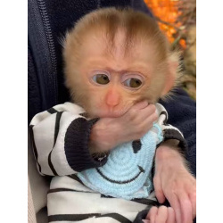 🐵