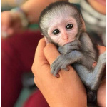 🐵