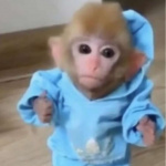 🐵