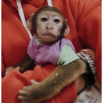 🐵