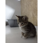 Котята полосатые даром